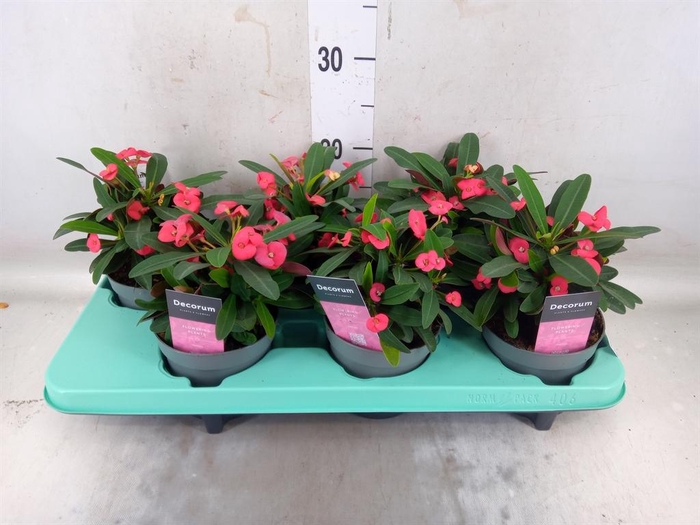 <h4>Euphorbia milii 'Maxi Olympia'</h4>