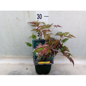Astilbe simplicif. 'Inshriach'