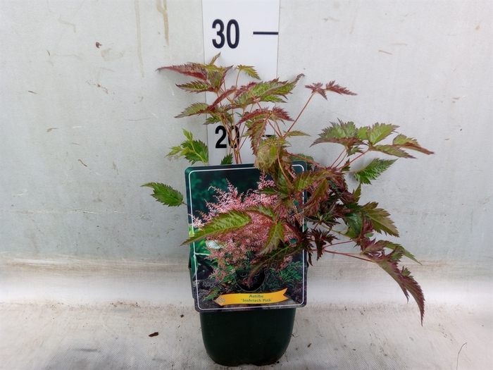 <h4>Astilbe simplicif. 'Inshriach'</h4>