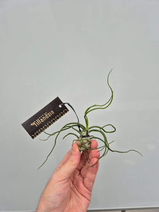 <h4>Tillandsia Bulbosa L met Label</h4>