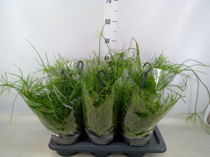 <h4>Rhipsalis baccifera 'Oasis'</h4>