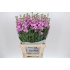 Matthiola Iron Pink