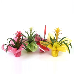 Bromelia Original mix in Rondella sierflap