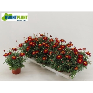 ARG LA RITA PURP RED