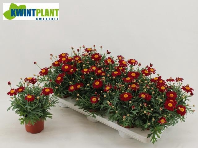 <h4>ARG LA RITA PURP RED</h4>