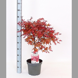 ACER PA BENI-MAIKO