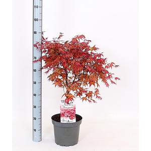 ACER PA BENI-MAIKO