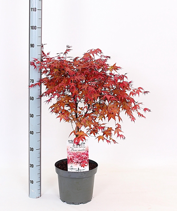 <h4>ACER PA BENI-MAIKO</h4>