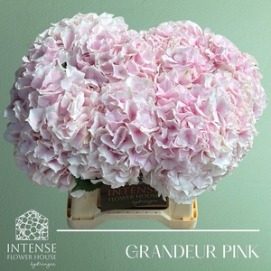 HYDR M ROYAL GRANDEU