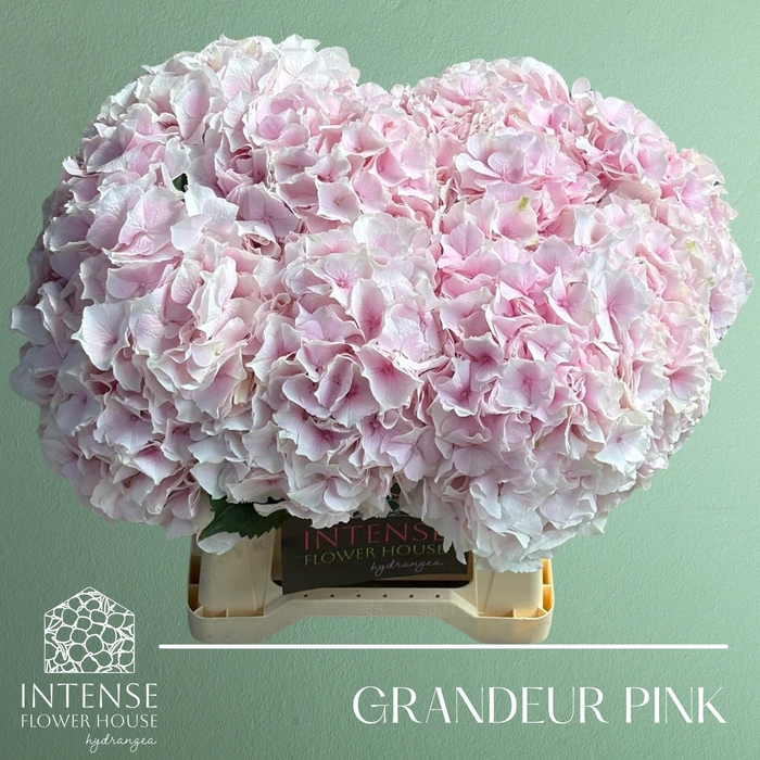 <h4>HYDR M ROYAL GRANDEU</h4>