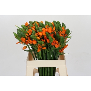 Ornithogalum Dubium Orange Fire