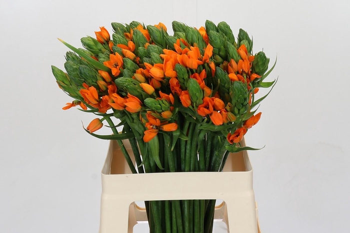 Ornithogalum dubium 'Orange Fire'