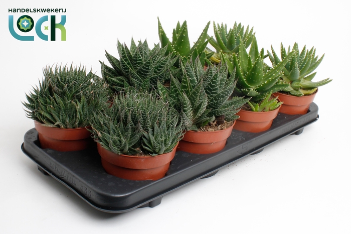<h4>ALOE GEM</h4>