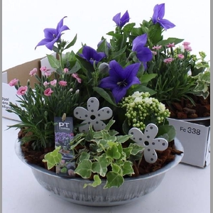 ARR TUINPLANTEN