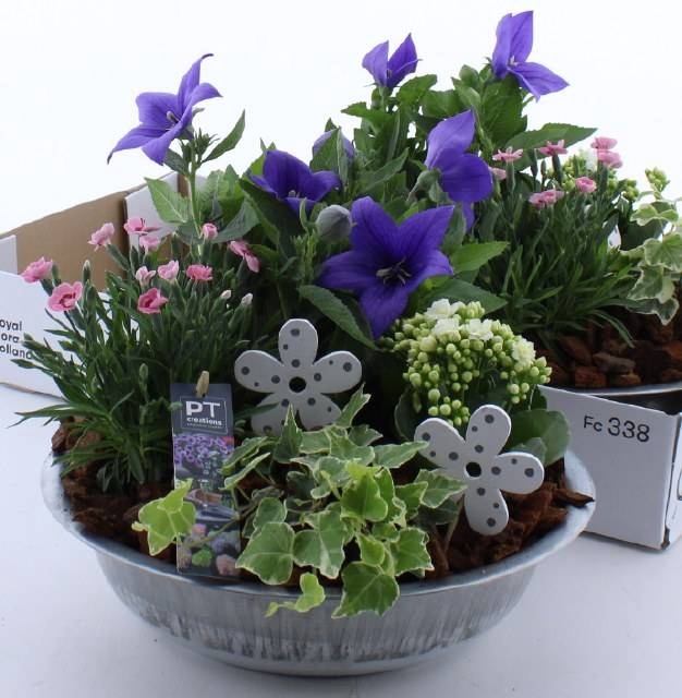 <h4>ARR TUINPLANTEN</h4>