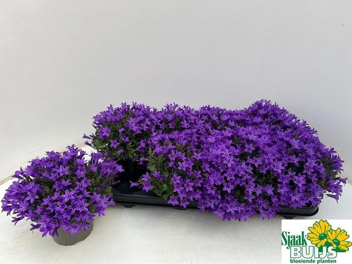 <h4>CAMP POR KRIS</h4>