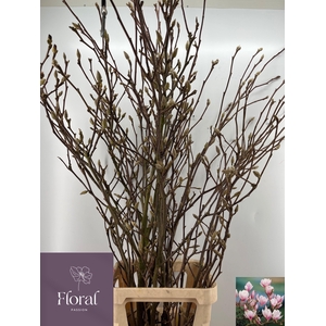 MAGNOLIA GRANDIFLORA