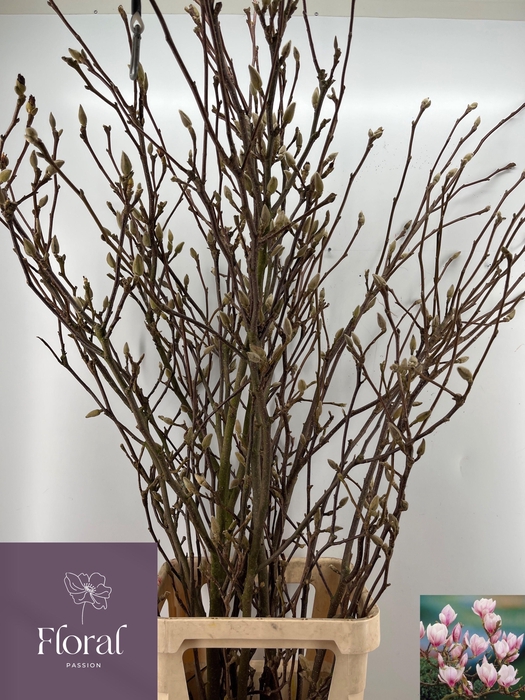 <h4>MAGNOLIA GRANDIFLORA</h4>