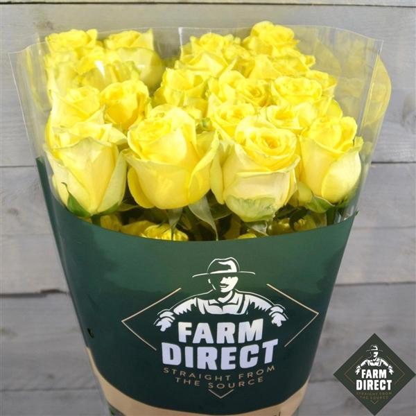 <h4>R GR HUMMER</h4>