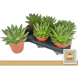 Echeveria 'Miranda'