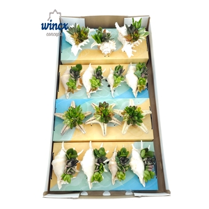 Concepts® - Uniqueshells Mix (m) Wincx Concepts®
