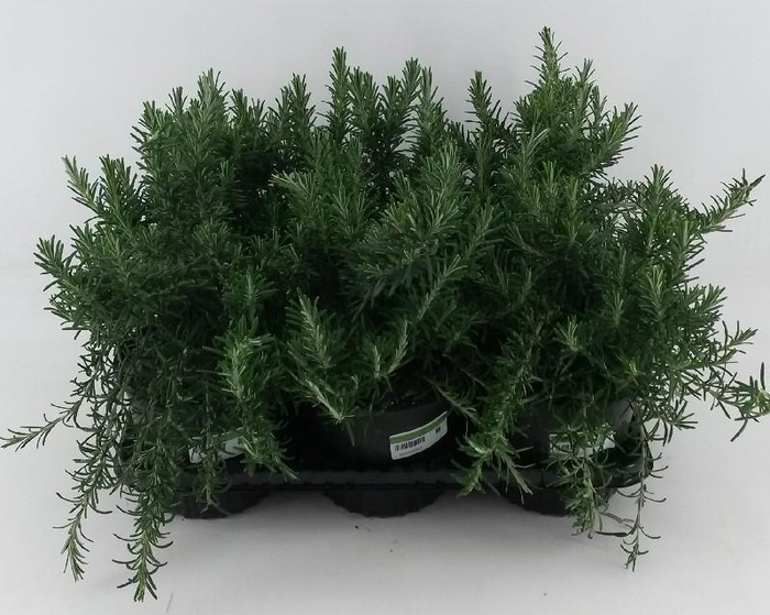 <h4>Rosmarinus Prostrat Italië</h4>