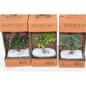 BONSAI JUNIOR (VS POR) 1.1 L CX