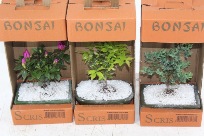 <h4>BONSAI JUNIOR (VS POR) 1.1 L CX</h4>