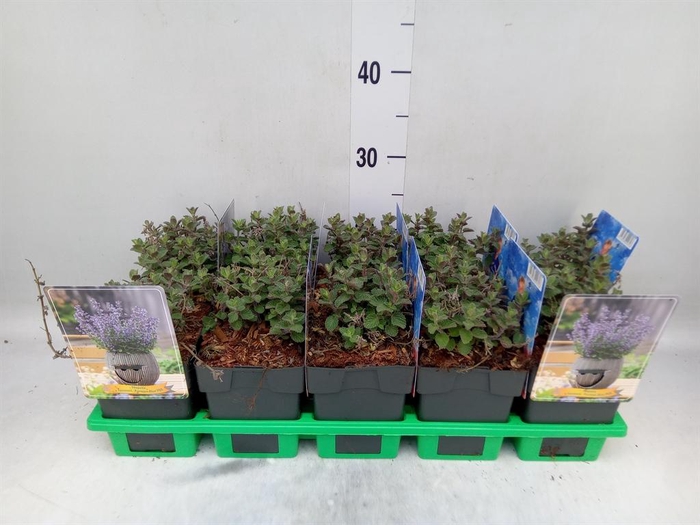 <h4>Nepeta faassenii</h4>