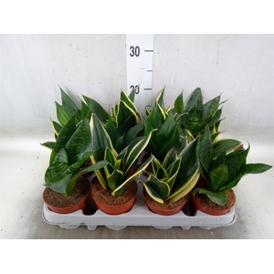 Sansevieria trifa. 'Hahnii'