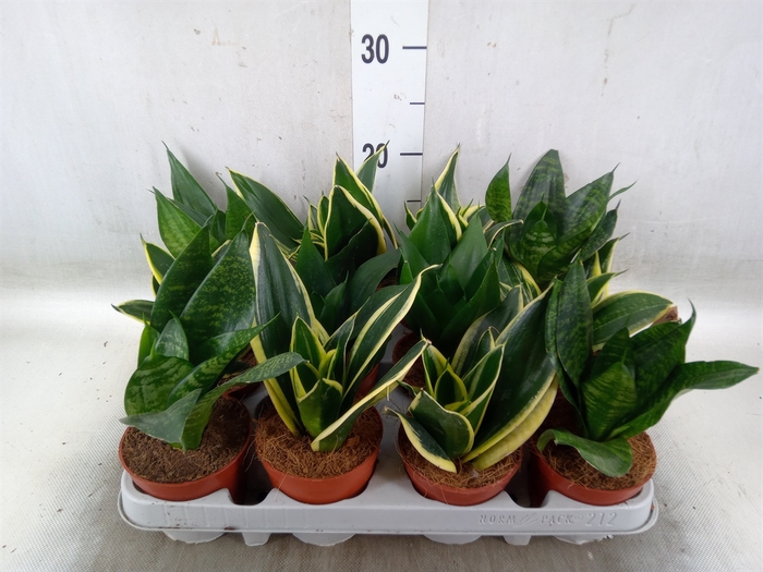 <h4>Sansevieria trifa. 'Hahnii'</h4>