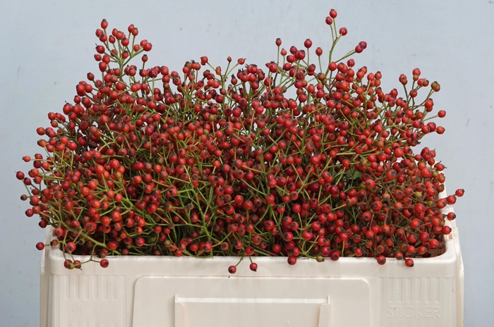 <h4>ROSA MAG ORA CASCADE</h4>