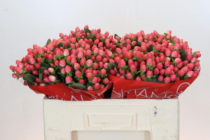 <h4>Hypericum Sweet Romance</h4>