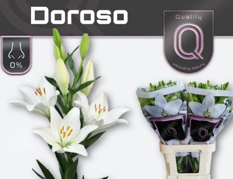 <h4>Li La Doroso 5+</h4>