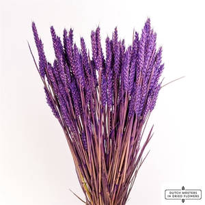 Dried Triticum Purple Bunch