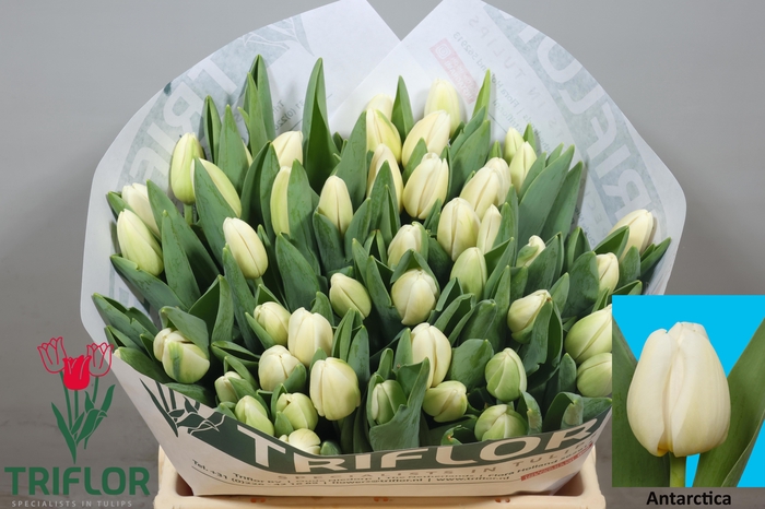 <h4>TU EN ANTARCTICA</h4>