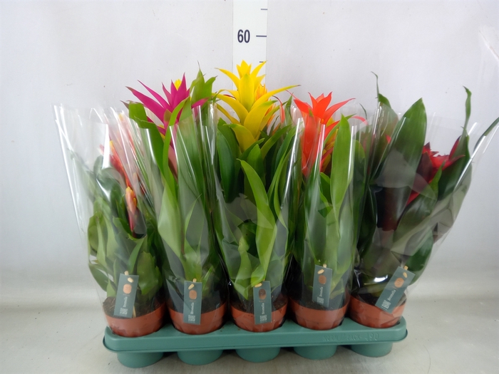 <h4>Bromelia   ...mix</h4>