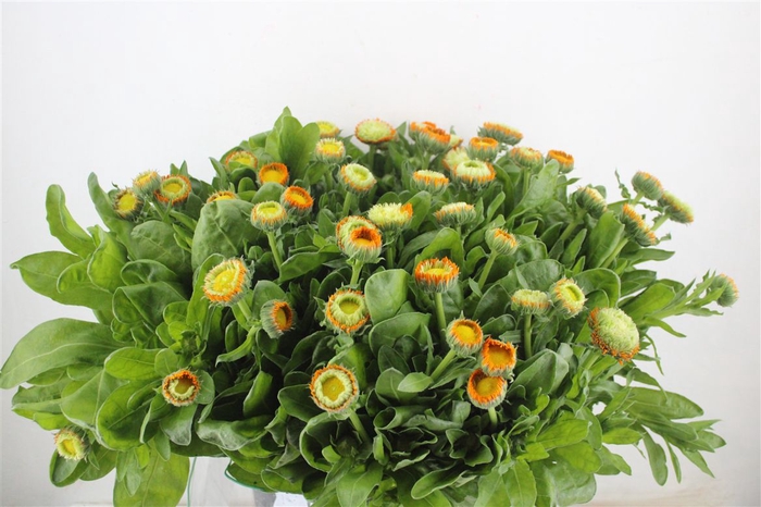 <h4>Calendula Orange Extra P Stem</h4>