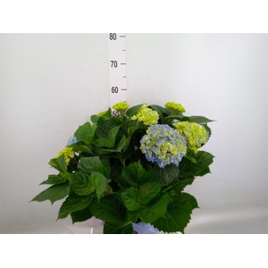 Hydrangea mac. 'Magical Amethyst'