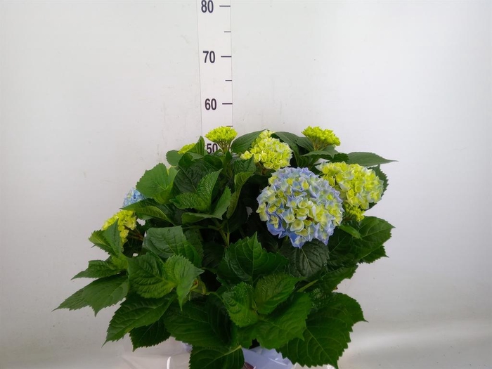 <h4>Hydrangea mac. 'Magical Amethyst'</h4>