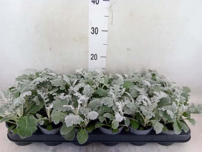 <h4>Jacobaea maritima</h4>