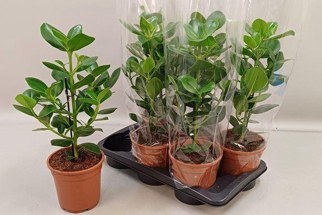 <h4>Clusia rosea Princess</h4>