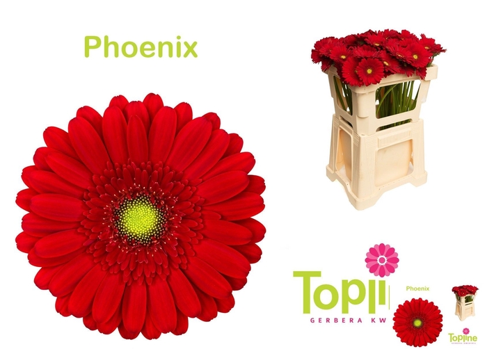 <h4>GE MI PHOENIX</h4>