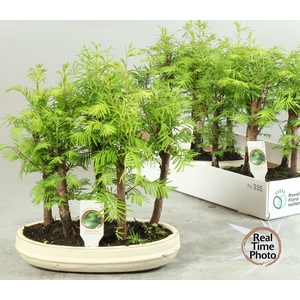 BONSAI OV