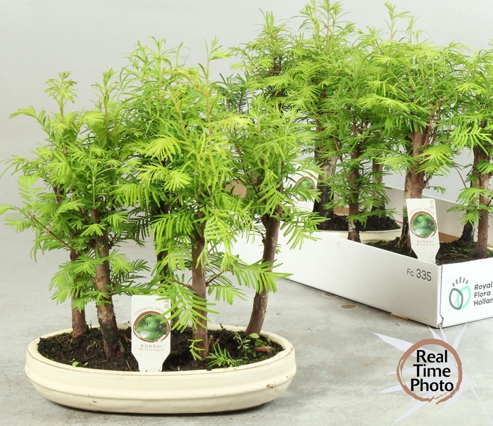 <h4>BONSAI OV</h4>