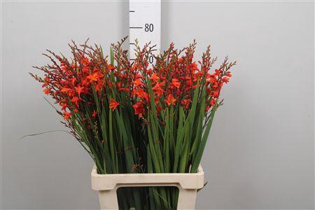 <h4>Crocos Red King</h4>