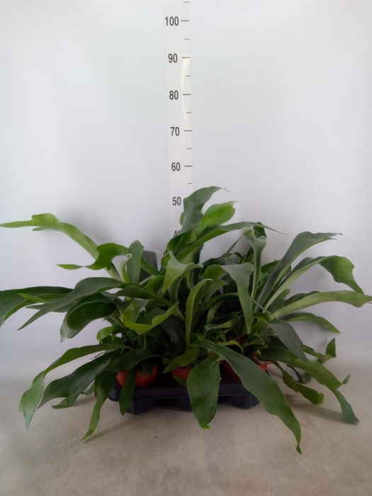 <h4>Platycerium bifurc.</h4>