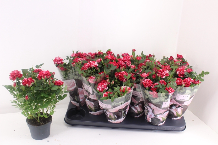 <h4>RO GIGI PARTY</h4>