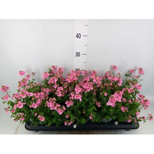 Diascia  'Ruby Field'