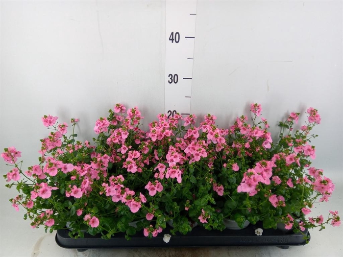 <h4>Diascia  'Ruby Field'</h4>